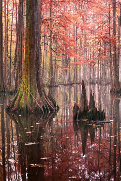 Photo of Beautiful bald cypress trees in autumn rusty-colored foliage, their reflections in lake water. Chicot State Park, Louisiana, US