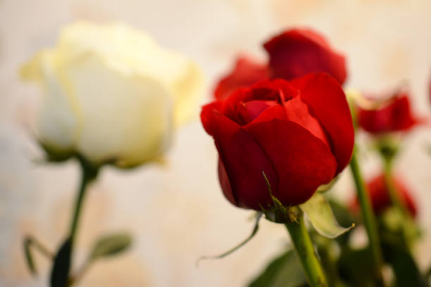 bouquet of lively red roses, floral background. flowers of hybrid tea roses with scarlet and white delicate petals. - hybrid tea rose imagens e fotografias de stock