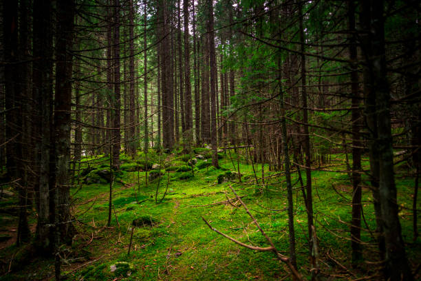istock Inside of the mystic forest 1125145367