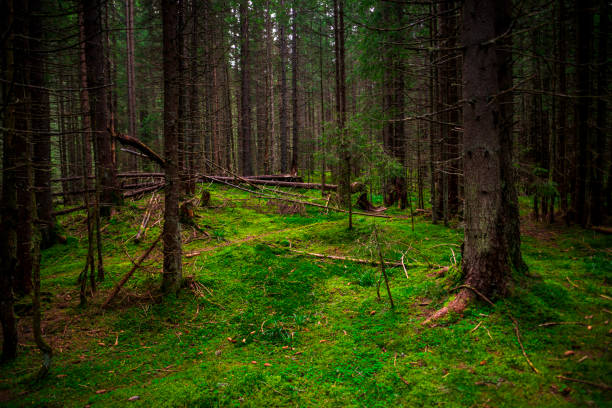 istock Inside of the mystic forest 1125145550