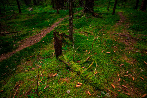 One single old rusty iron tube from a water pipeline in a forest
