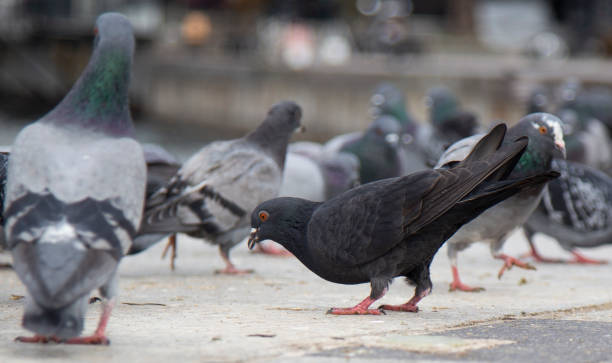 istock Black bird is eating food. 1125146039