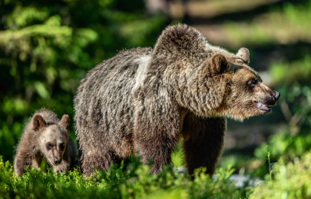 istock She-bear and cub in the summer forest. 1125146863