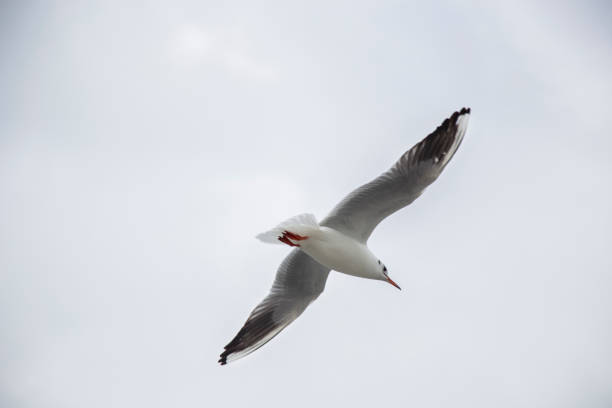 istock Bird is flting to the south. 1125147076