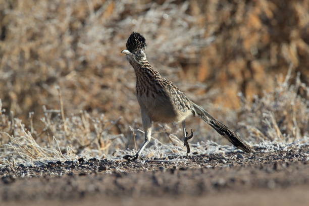istock Roadrunner Bosque del Apache wildlife refuge in New Mexico 1125147329