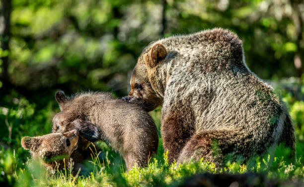 istock She-bear and cub in the summer forest. 1125148959