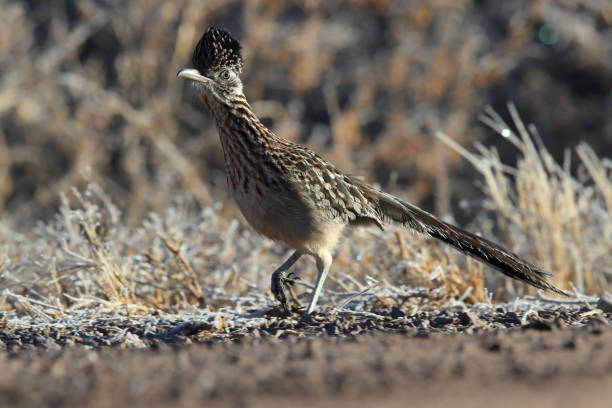 istock Roadrunner Bosque del Apache wildlife refuge in New Mexico 1125149079
