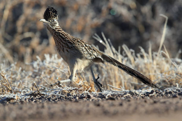 istock Roadrunner Bosque del Apache wildlife refuge in New Mexico 1125149120