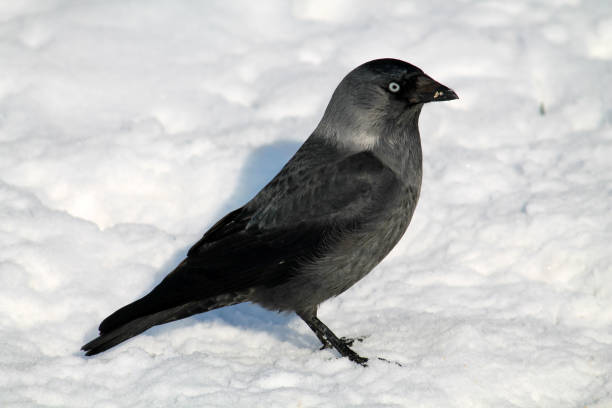 istock Western jackdaw or Coloeus monedula (syn. Corvus monedula) in winter, Belarus 1125149317