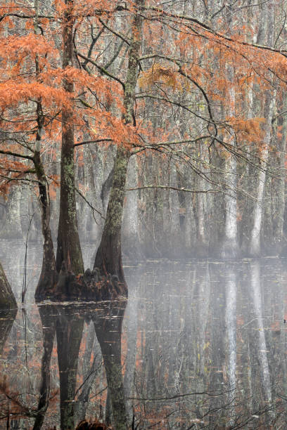 Photo of Beautiful bald cypress trees in autumn rusty-colored foliage, their reflections in lake water. Chicot State Park, Louisiana, US