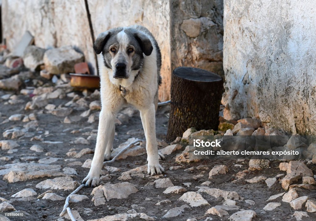 Dog Dog in spain Animal Stock Photo