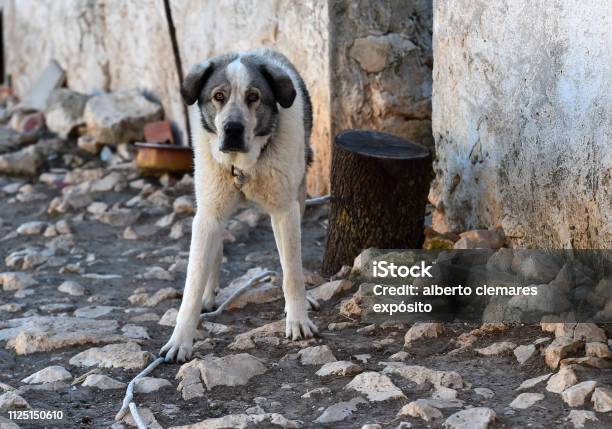 Dog Stock Photo - Download Image Now - Animal, Animal Body Part, Animal Eye