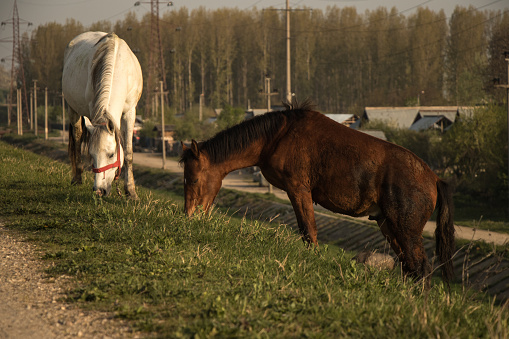 A white and a brown horse eating grass