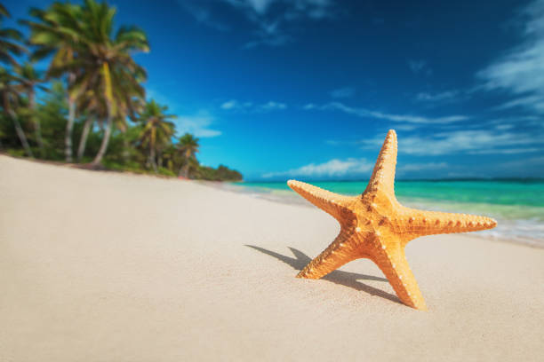 istock Seastar or sea starfish standing on the beach 1125158854