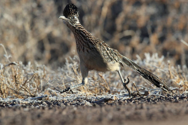 istock Roadrunner Bosque del Apache wildlife refuge in New Mexico 1125163233