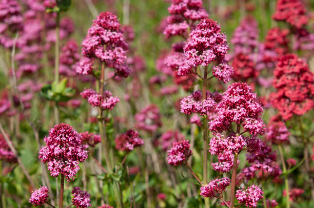 istock Close-up of Red Springtime Wildflowers 1125163356