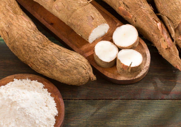 istock Cassava raw tuber - Manihot esculenta 1125165107