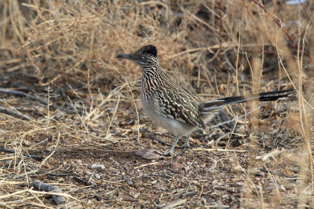 istock Roadrunner Bosque del Apache wildlife refuge in New Mexico 1125166437