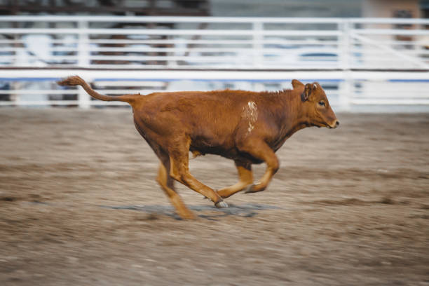 istock Calf Roping Running Rodeo Animal 1125166520