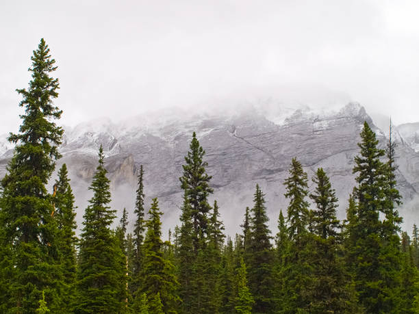 Mountains and forests in Canada. The pristine nature of the Canadian landscape.