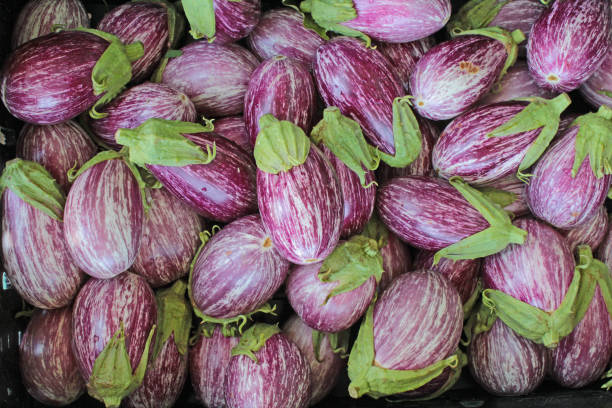 Italian Eggplant stock photo