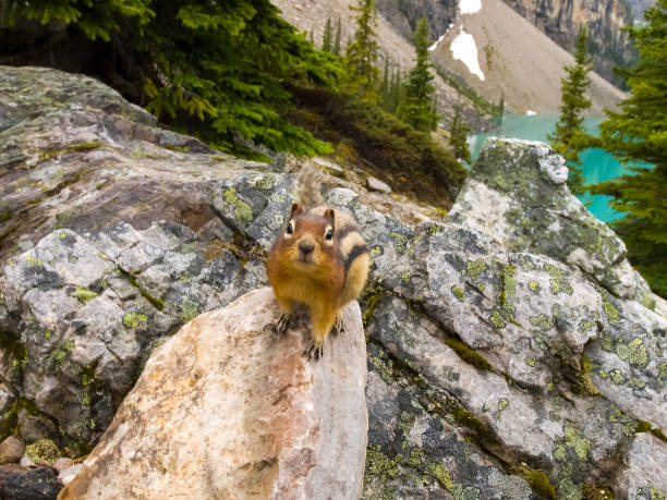 istock Canadian groundhog on stone boulders 1125167153