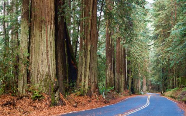 istock Road To The Redwoods 1125168895