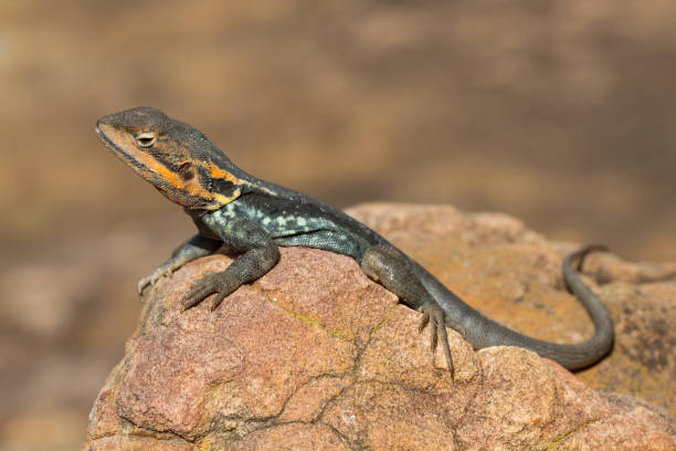 istock Tawny Crevice Dragon 1125169205