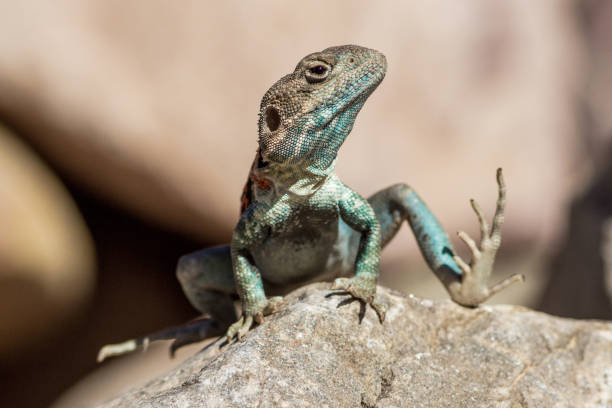 istock Tawny-crevice Dragon 1125169234