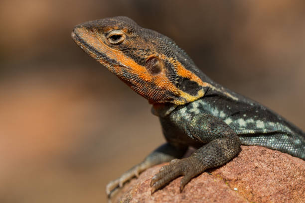 istock Tawny Crevice Dragon 1125169246
