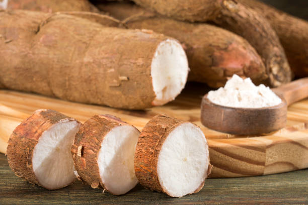 istock Cassava raw tuber - Manihot esculenta 1125171495