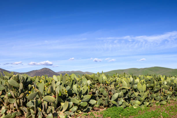 istock Prickly Pear Cactus Farm with Gabilan Mountain Range in Background 1125175032