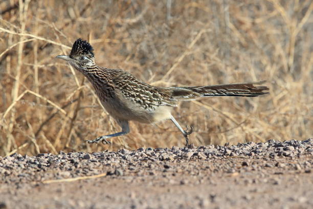 istock Roadrunner Bosque del Apache wildlife refuge in New Mexico 1125175095
