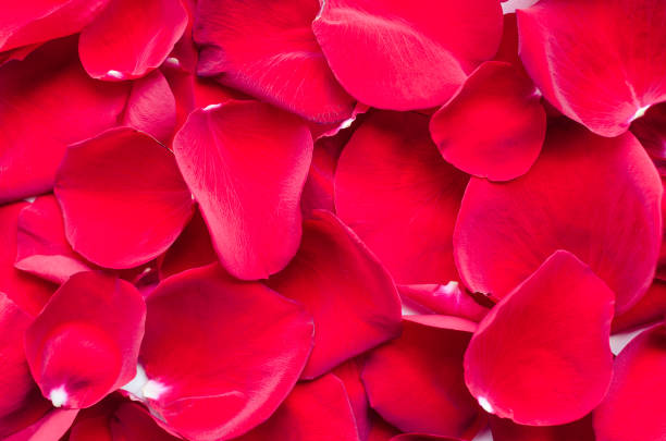 istock Background of red rose petals 1125177092