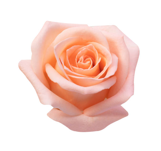 istock pink rose isolated on white background, soft focus and clipping path 1125180557