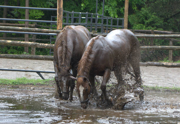 Horses huddled in pasture flooded by winter rain or melting snow.