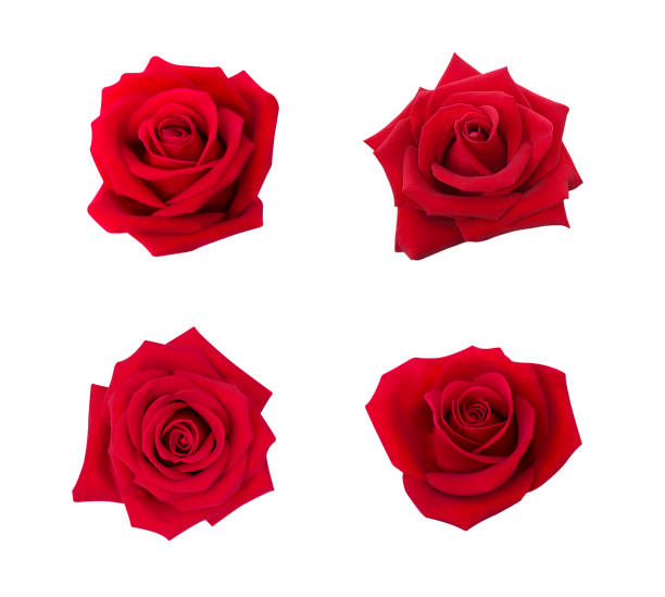 istock Collection of red rose isolated on white background, soft focus 1125180894