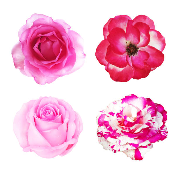 istock Collection of pink rose isolated on white background, soft focus 1125180930
