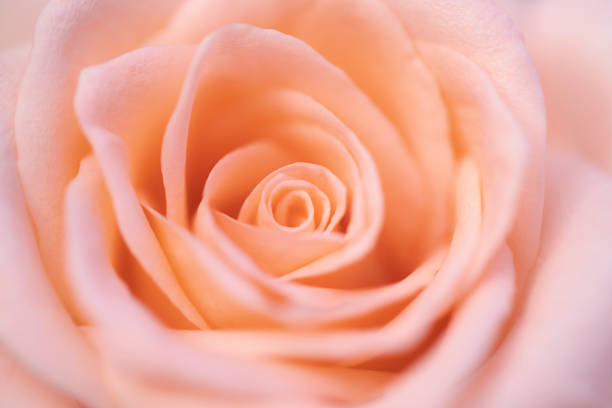 istock close up orange rose flower soft focus. 1125182738