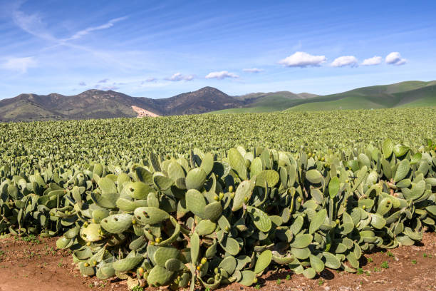 istock Prickly Pear Cactus Farm with Gabilan Mountain Range in Background 1125182897