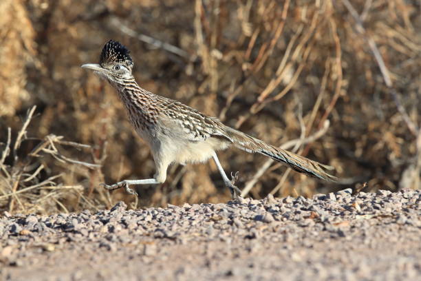 istock Roadrunner Bosque del Apache wildlife refuge in New Mexico 1125183589