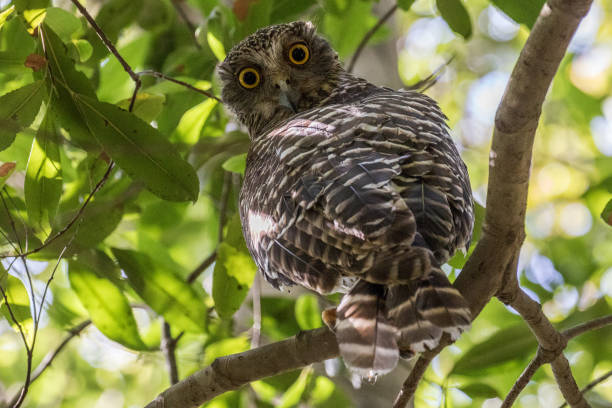 hibou puissant - powerful owl photos et images de collection