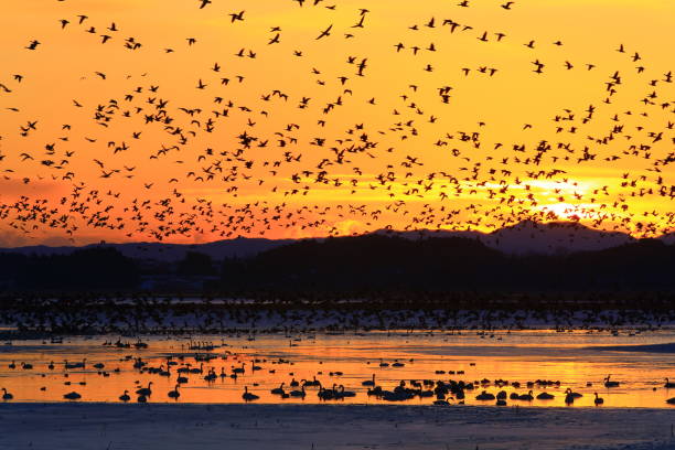 istock winter swamp landscape 1125183897