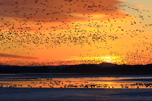 istock winter swamp landscape 1125184346