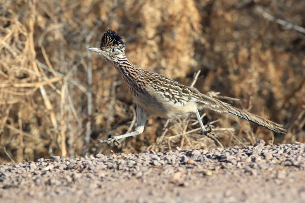 istock Roadrunner Bosque del Apache wildlife refuge in New Mexico 1125184434