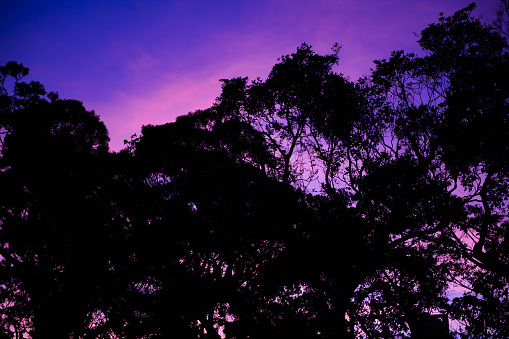 Beautiful sunset behind silhouette of trees