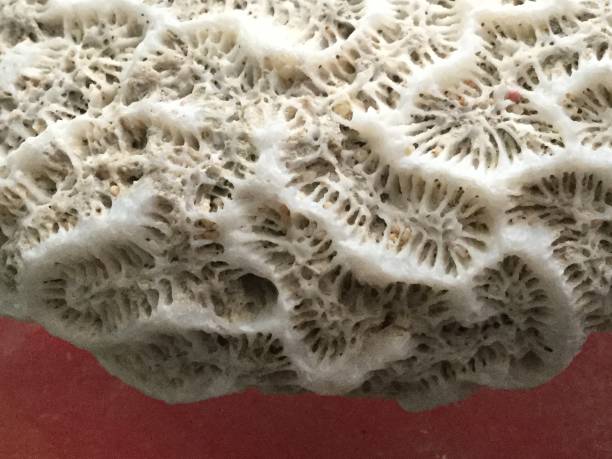 istock A Flat Round White Coral Stone 1125188275