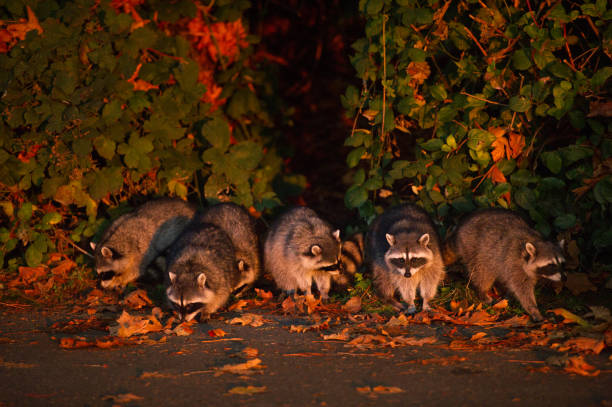 istock Raccoons enjoying the sunset 1125189715