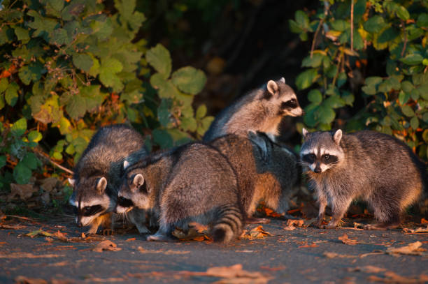 istock Raccoons enjoying the sunset 1125189717