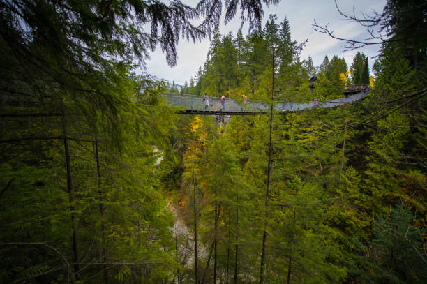 istock Suspension bridge in British Columbia, Canada 1125189813